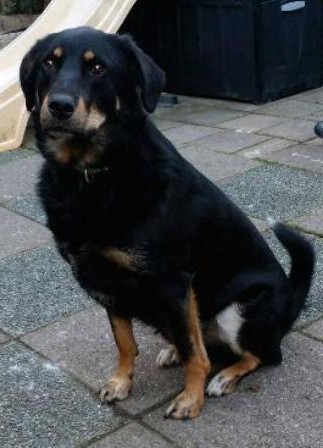 breed vrijwilliger Doodt Milo - Stichting Hond in nood
