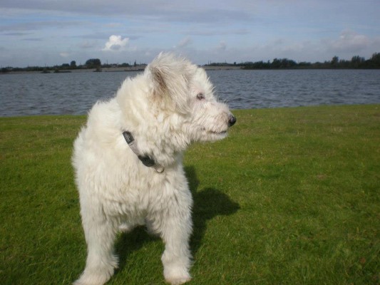 Brighton (nu Bobbeke), geadopteerd 29-07-12