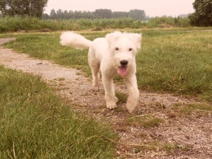 Brighton (nu Bobbeke), geadopteerd 29-07-12