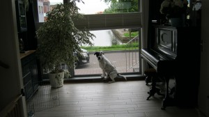 Ray, geadopteerd 28-05-12