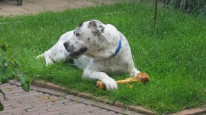 Ray, geadopteerd 28-05-12