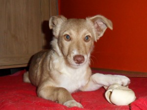 Bambie (Blondie) (nu Bijoux), geadopteerd 02-02-13