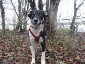 Anthony (nu Rover), geadopteerd 29-03-13