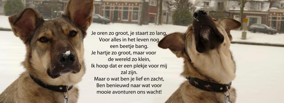 Onwijs Erika (Lupi) geadopteerd - Stichting Hond in nood OO-01