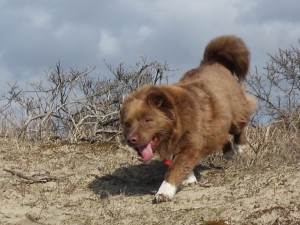 Beertje, geadopteerd 04-03-13