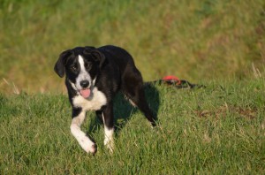 Georgie (nu Ronja), geadopteerd 12-04-14