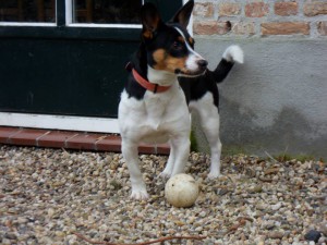 Pebbles, geadopteerd 20-02-14