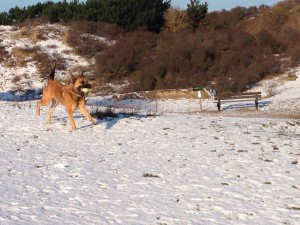 Mike, geadopteerd 17-01-15