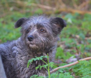 Lexy (nu Bentley), geadopteerd 28-12-13