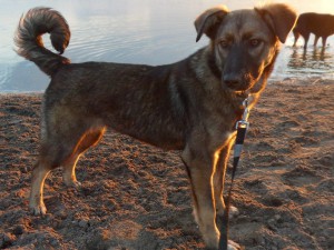 Lucky, geadopteerd 28-04-13