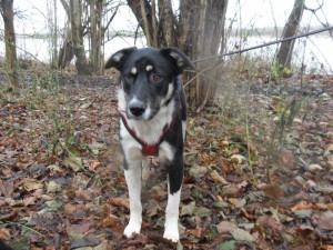 Anthony (nu Rover), geadopteerd 29-03-13