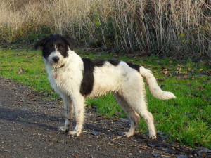 Snoopy (nu Shabby), geadopteerd 07-12-13