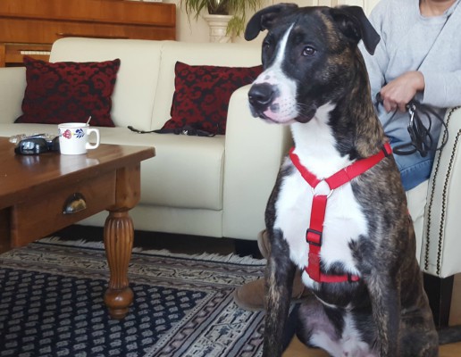 Kruising Bull Terriër Cane Corso zoekt baasje