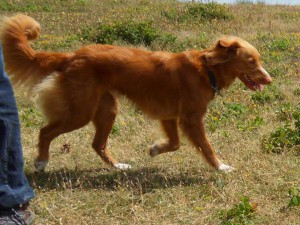 Bambie (nu Buddy), geadopteerd 30-06-13