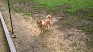 Bingo (nu Binga), geadopteerd 14-07-13