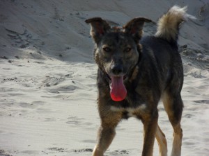 Lucky, geadopteerd 28-04-13