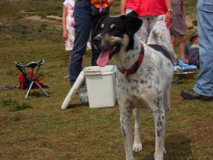 Benny, geadopteerd 15-08-12