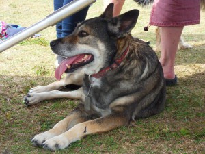 Laika (nu Bonny), geadopteerd 15-08-13