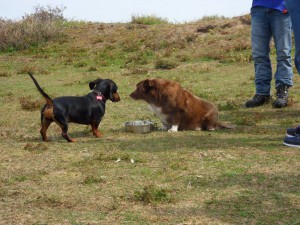 Boyke (nu Boy), geadopteerd 18-09-14 + Beer