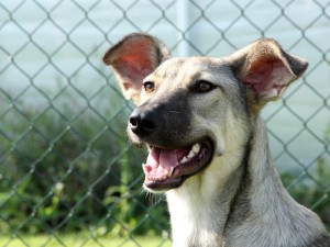 Erika (nu Lupi), geadopteerd 25-01-13