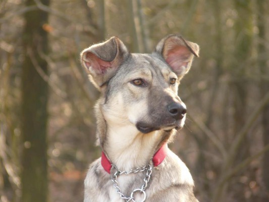 Erika (nu Lupi), geadopteerd 25-01-13