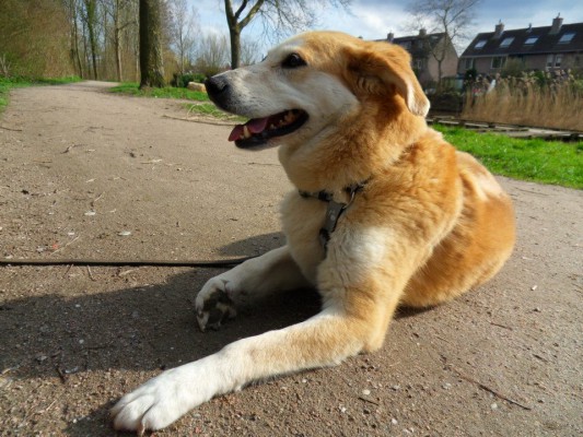 Hope, geadopteerd 12-01-13