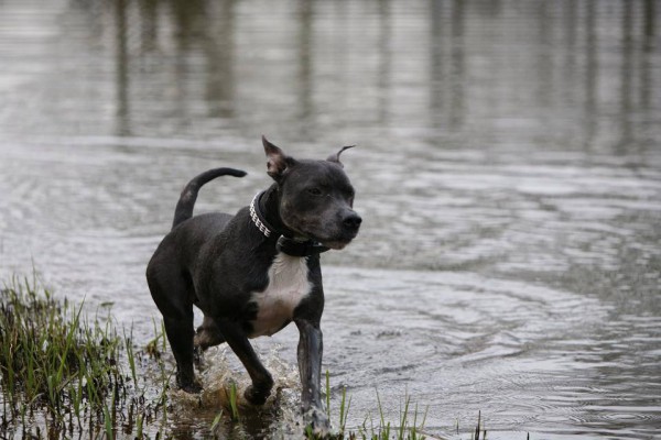 Joe, geadopteerd 02-06-12