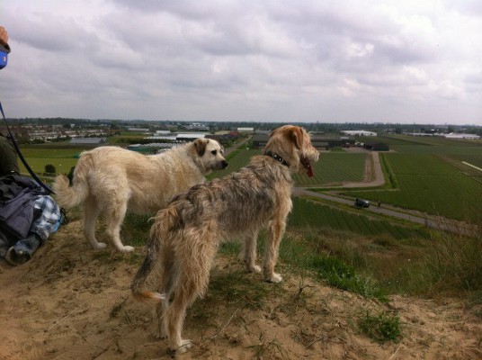 Kika (rechts), geadopteerd 31-10-13