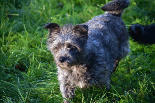 Lexy (nu Bentley), geadopteerd 28-12-13