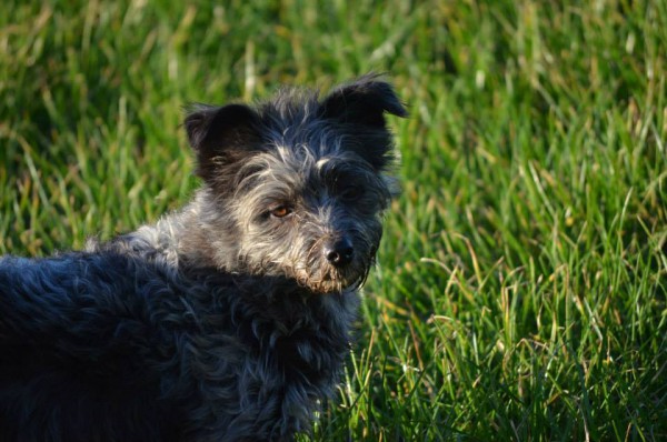 Lexy (nu Bentley), geadopteerd 28-12-13