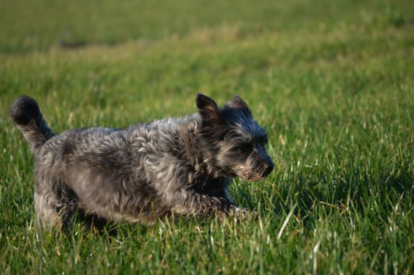 Lexy (nu Bentley), geadopteerd 28-12-13