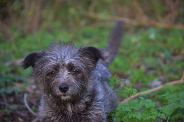 Lexy (nu Bentley), geadopteerd 28-12-13