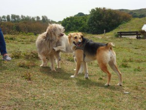 Vanillia (nu Luna) + Caramel (nu Carmel) + Keesje (nu Ozzy)