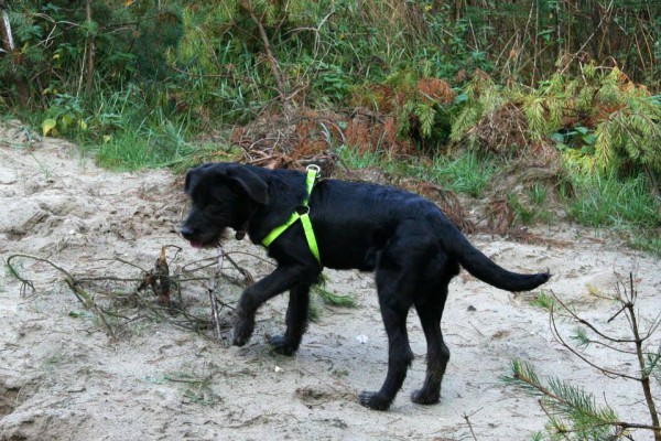 Maya, geadopteerd 27-10-13