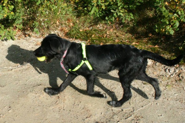 Maya, geadopteerd 27-10-13