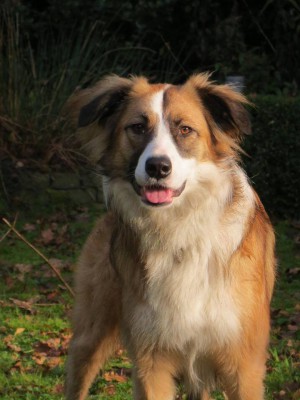 Melody (nu Mellow), geadopteerd 19-10-12