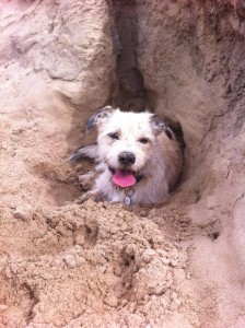 Keesje (nu Ozzy), geadopteerd 27-02-15