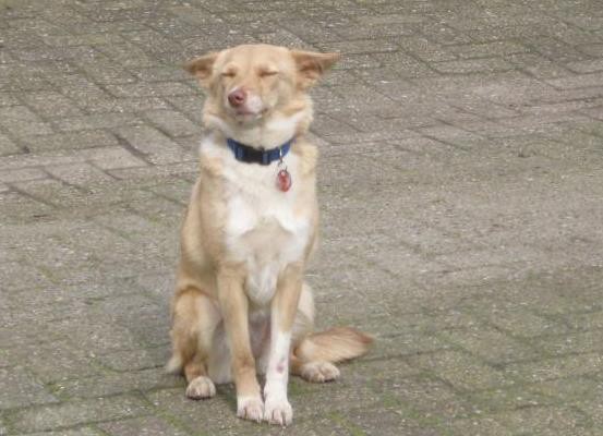 Bambie (Blondie) (nu Bijoux), geadopteerd 02-02-13