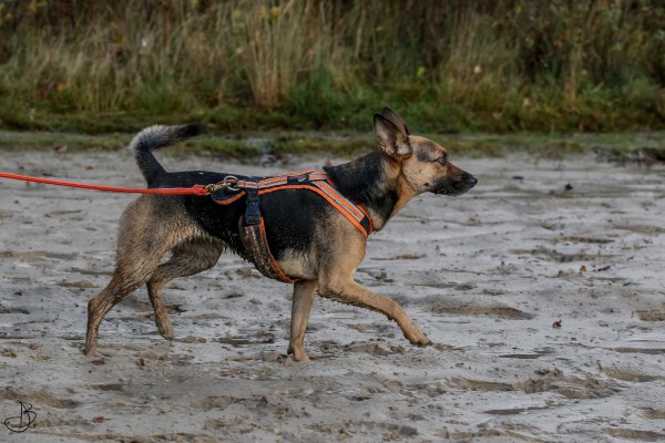 Miki geadopteerd