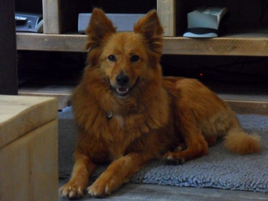 Ginger (nu Ella), geadopteerd op 09-09-15