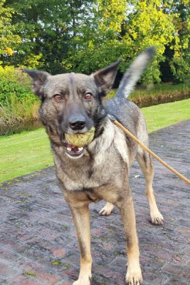 Jessie, geadopteerd 18-11-15