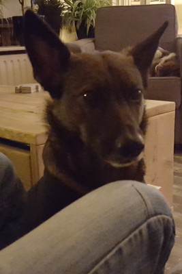 Jessie, geadopteerd 18-11-15