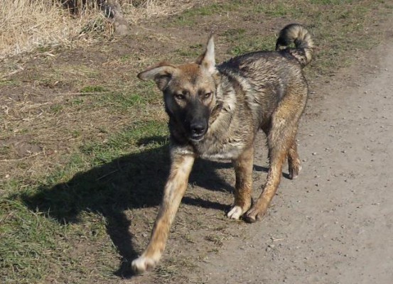 Lucky, geadopteerd 28-04-13