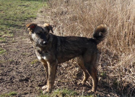 Lucky, geadopteerd 28-04-13