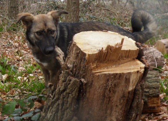 Lucky, geadopteerd 28-04-13