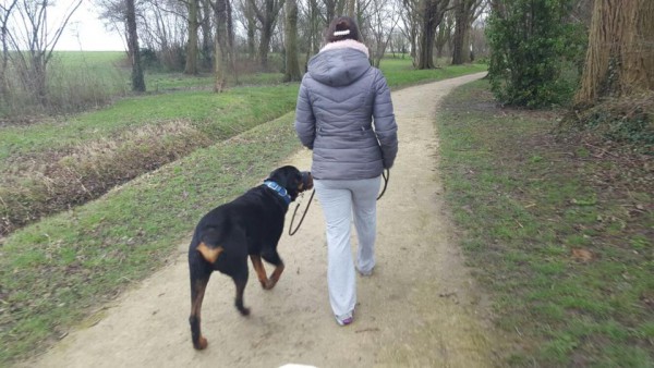 Thuistraining inbeslaggenomen Rottweiler Bink