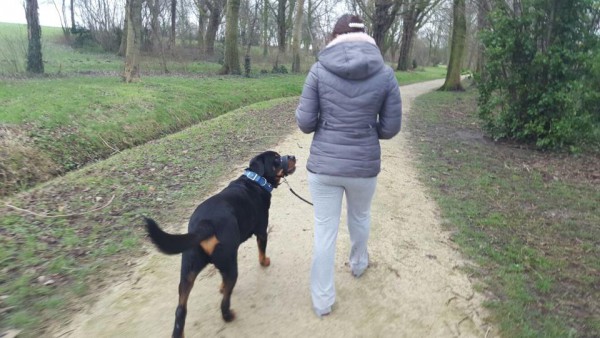 Thuistraining inbeslaggenomen Rottweiler Bink