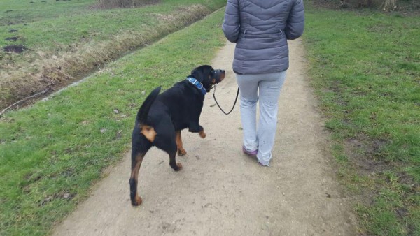 Thuistraining inbeslaggenomen Rottweiler Bink