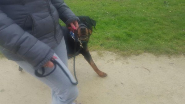 Thuistraining inbeslaggenomen Rottweiler Bink