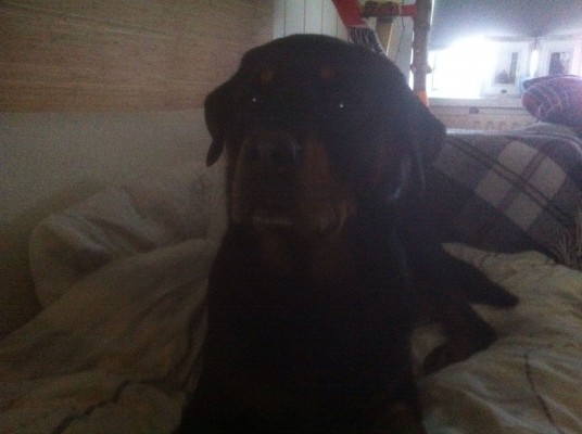 Inbeslaggenomen Rottweiler Bink weer thuis